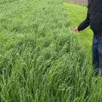 RAYGRASS ITALIANO 1 KG.