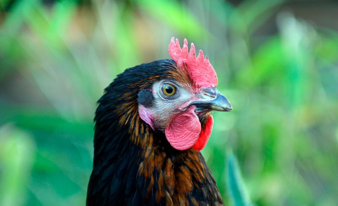 20200508 evitar obesidad tambien gallinas