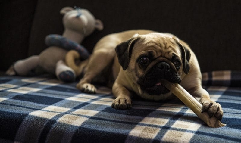 20210515_juego_parte_salud_dental_perro_02