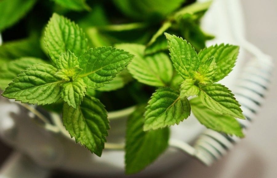 20210528_deliciosas-fragancias-hogar-cultivando-plantas-aromaticas_04