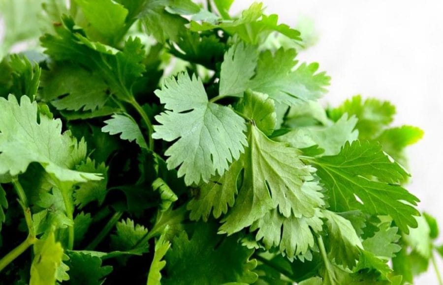 20210528_deliciosas-fragancias-hogar-cultivando-plantas-aromaticas_07