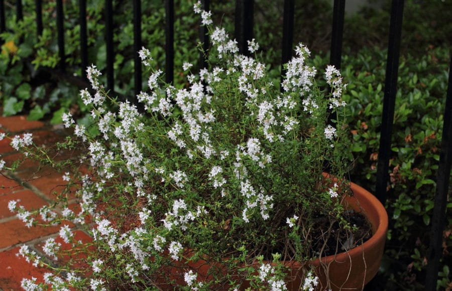 20210528_deliciosas-fragancias-hogar-cultivando-plantas-aromaticas_08