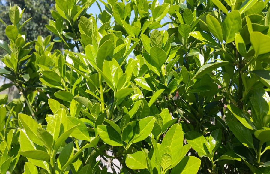 20210528_deliciosas-fragancias-hogar-cultivando-plantas-aromaticas_09