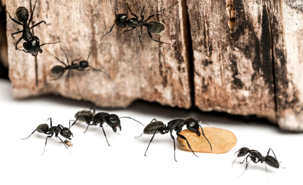 Combatir plagas de insectos