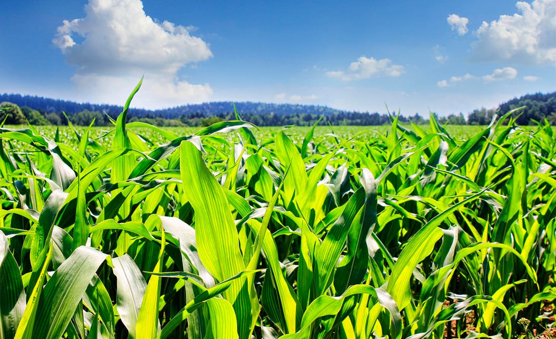 Bioestimulantes en cultivos