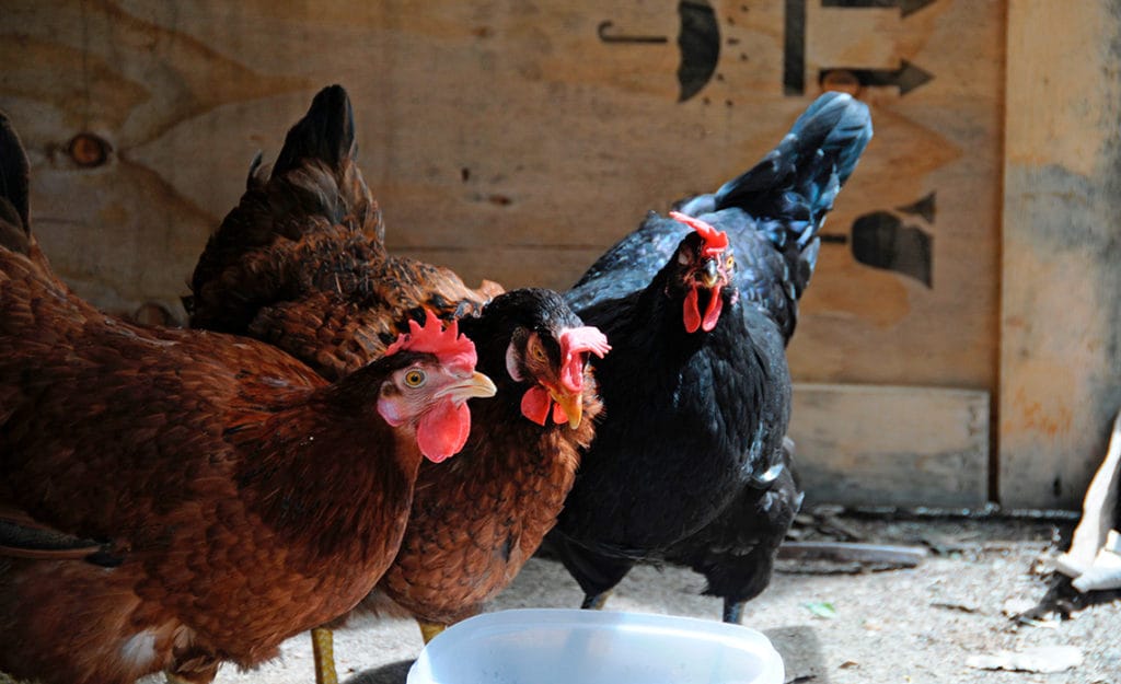 Control del ácaro rojo en aves de corral