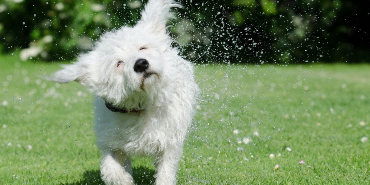 20210724_consejos-refrescar-perro-verano_01