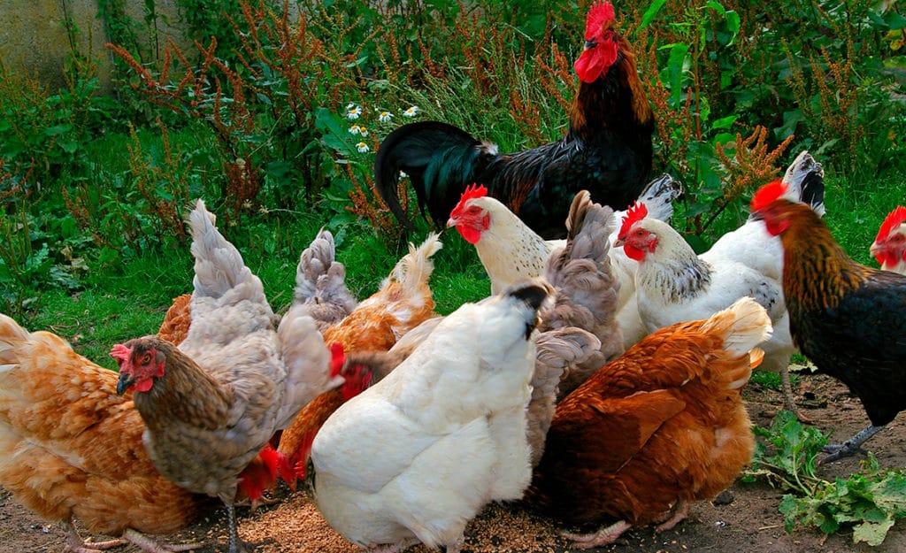 El calor y las gallinas: grandes enemigos