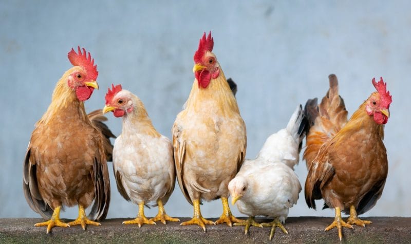 20210814_calor-gallinas-enemigo-02