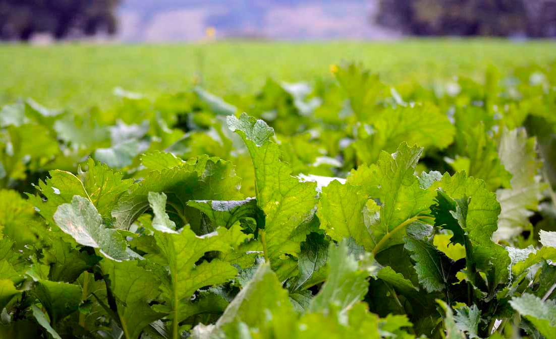 El momento perfecto para sembrar grelos