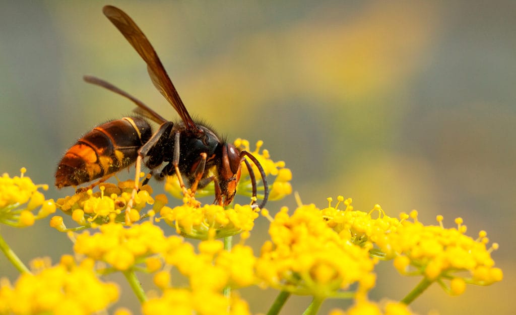 Cómo combatir a la avispa asiática (Vespa Velutina)