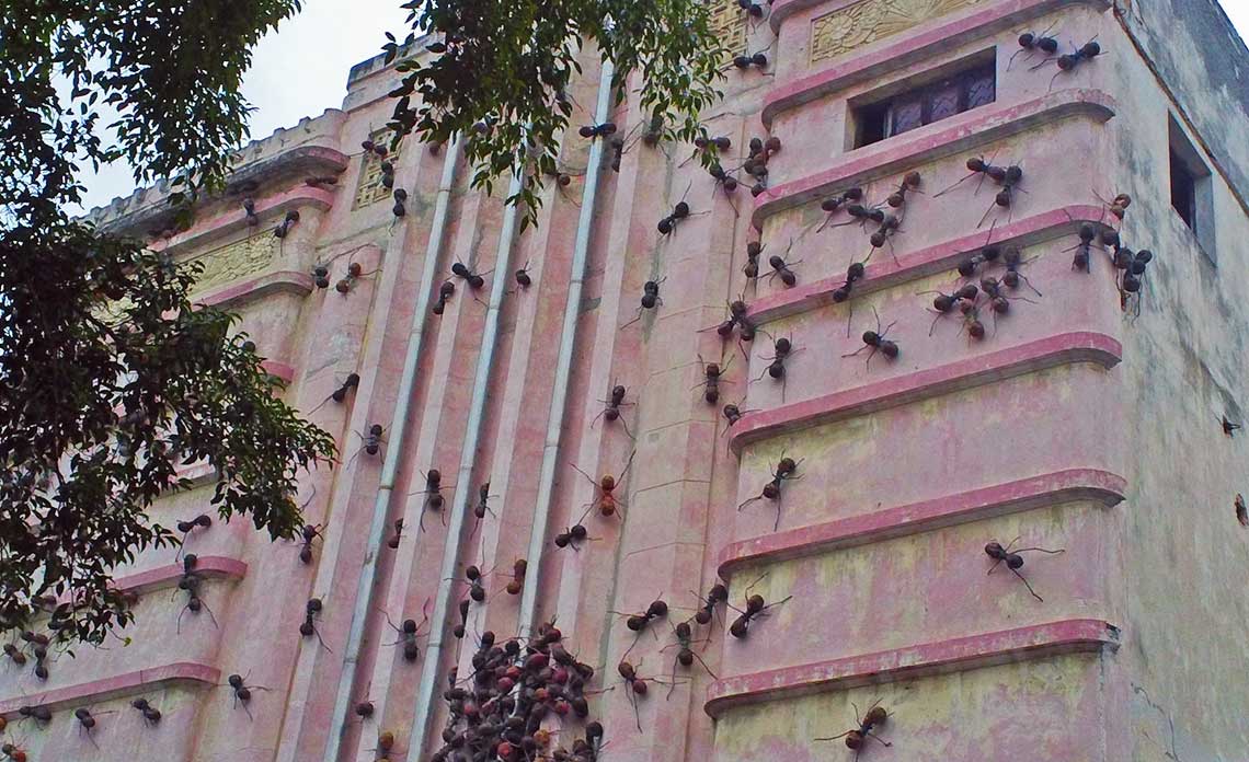 Evita plagas tras cerrar tu casa de vacaciones