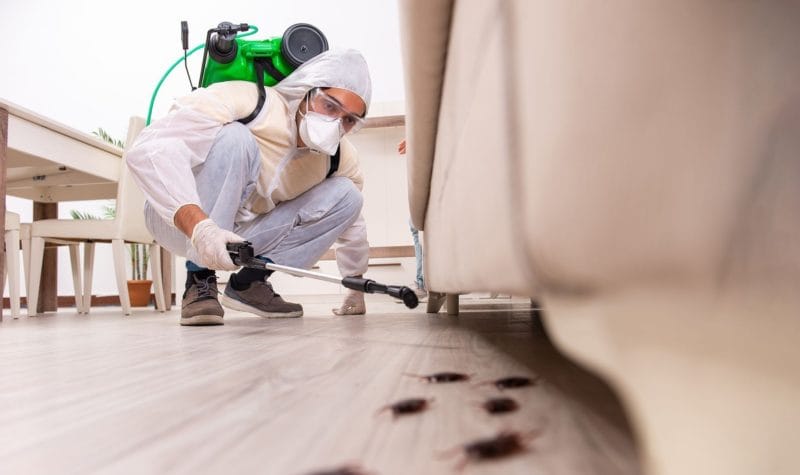 Evita plagas tras cerrar tu casa de vacaciones