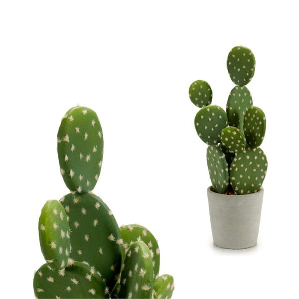 CACTUS CHUMBERA 40 CM
