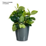 MACETA CONICA 17 CM ANTRACITA