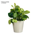 MACETA CONICA 17 CM BLANCO