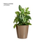 MACETA CONICA 17 CM CHOCOLATE