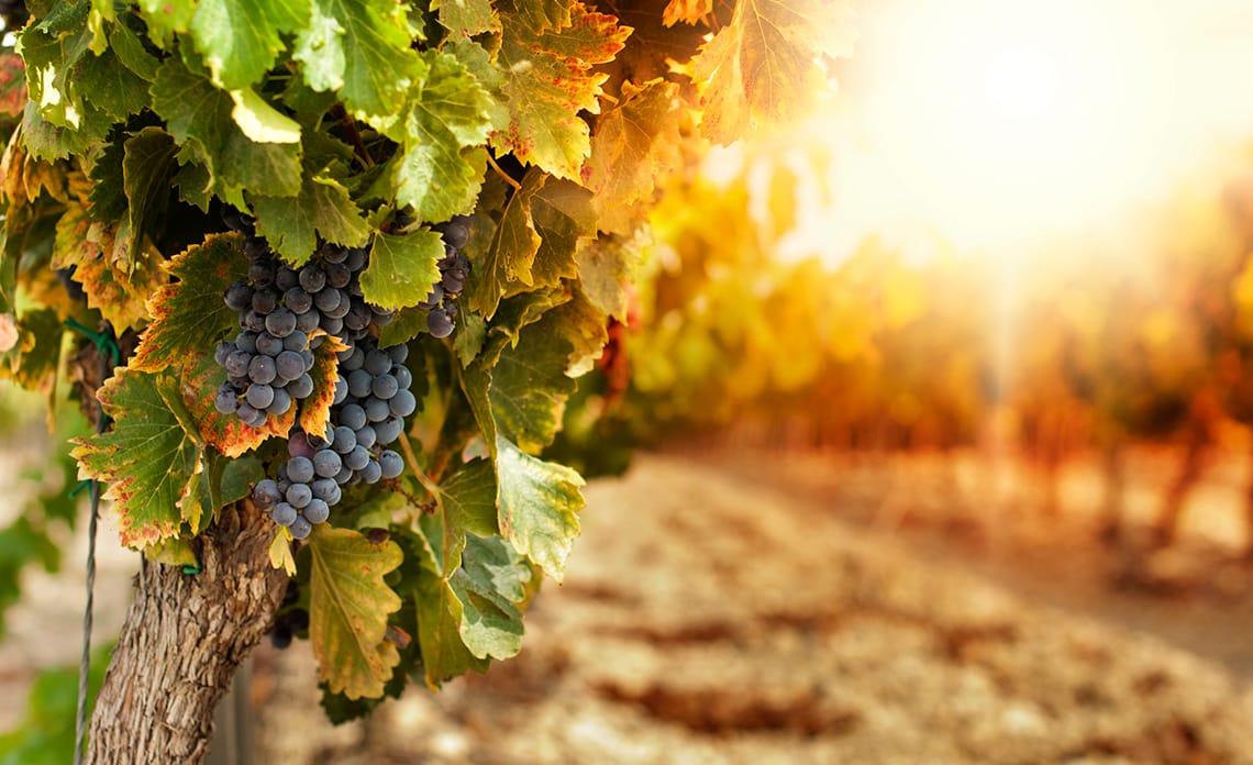 Llega el momento soñado de la vendimia