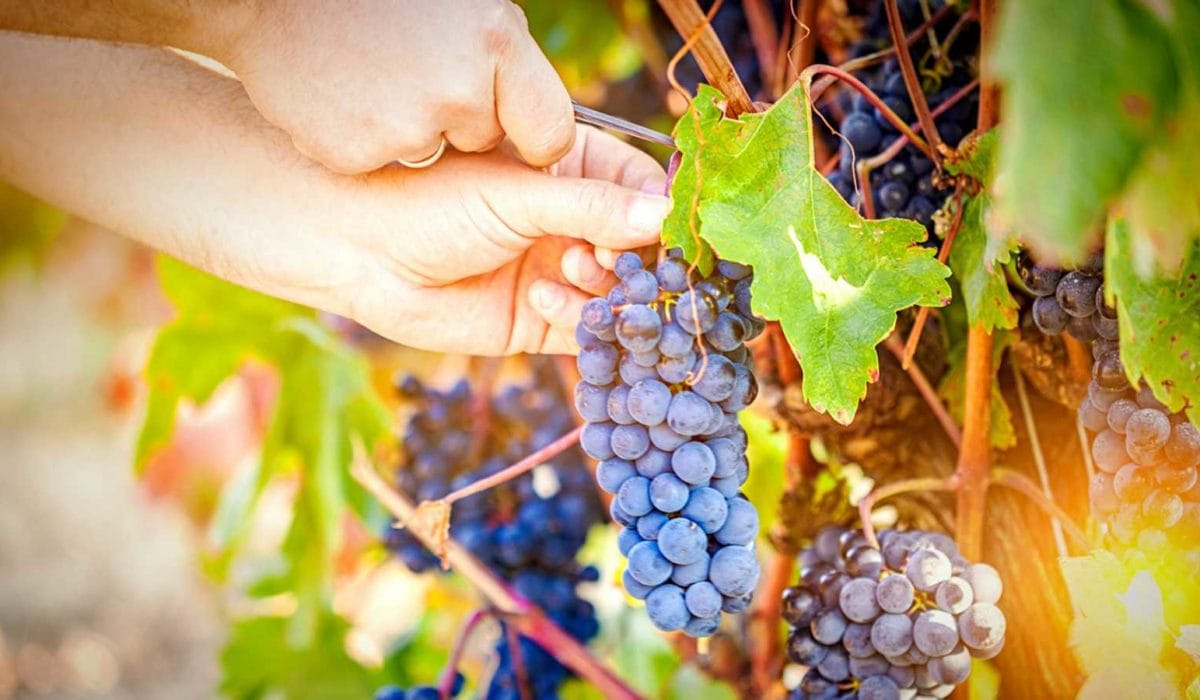 20210903_llega_momento_sonado_vendimia-02