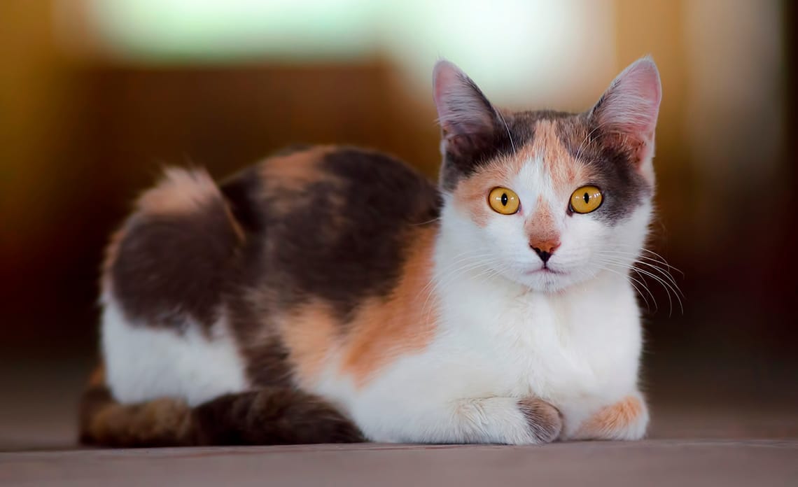 El secreto de las gatas tricolores