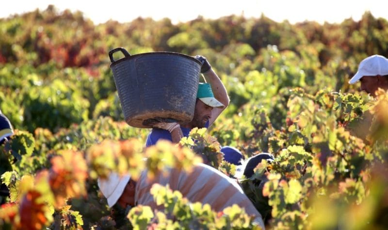 Llega el momento soñado de la vendimia