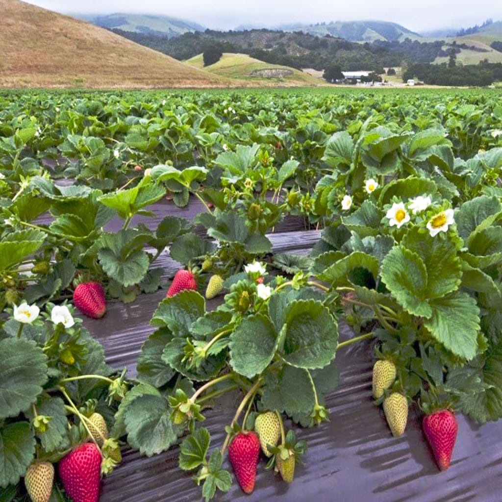 PLASTICO FRESAS 1X1 M2