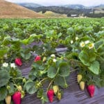 PLASTICO FRESAS 1,20X1 M. G-400 - Imagen 2