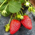 PLASTICO FRESAS 1X1 M