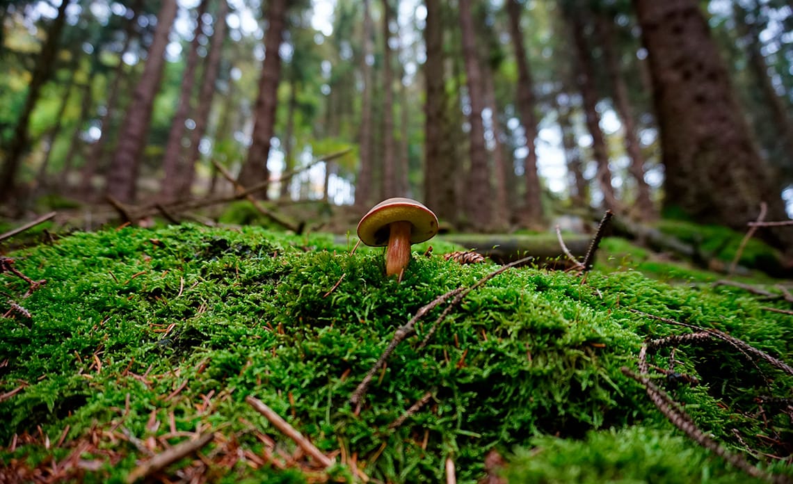Es otoño, época de setas