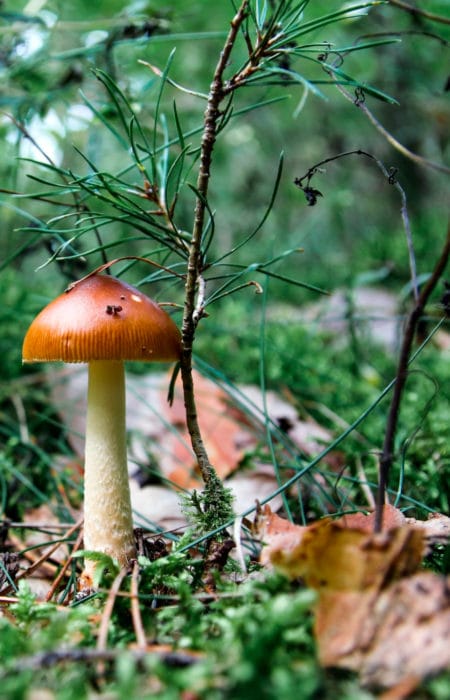 Es otoño, época de setas