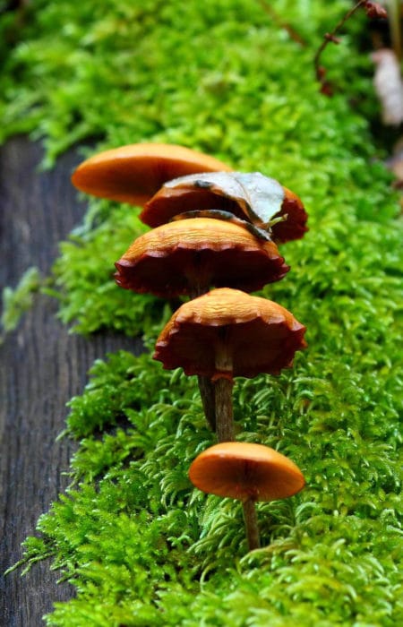 Es otoño, época de setas