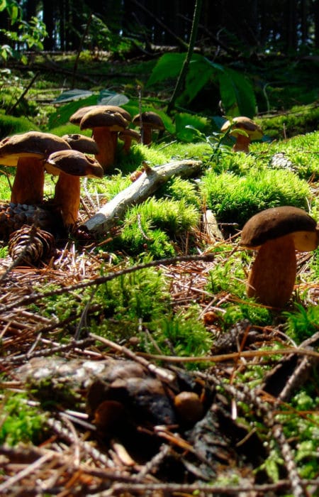 Es otoño, época de setas