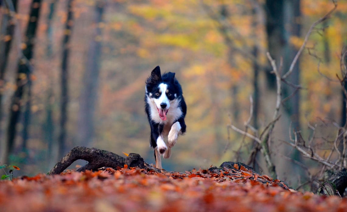 Los cuidados del perro en otoño