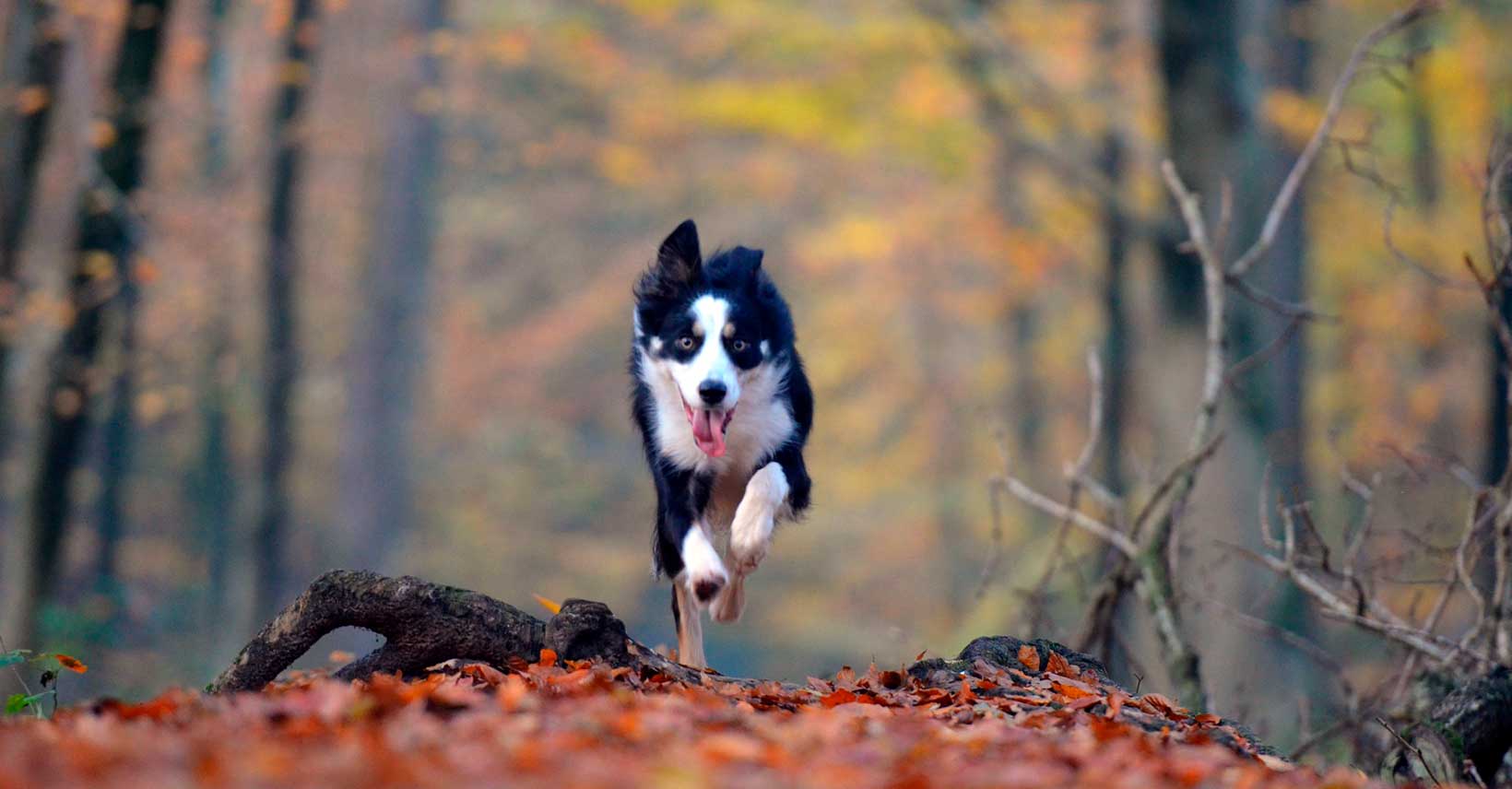 Los cuidados del perro en otoño