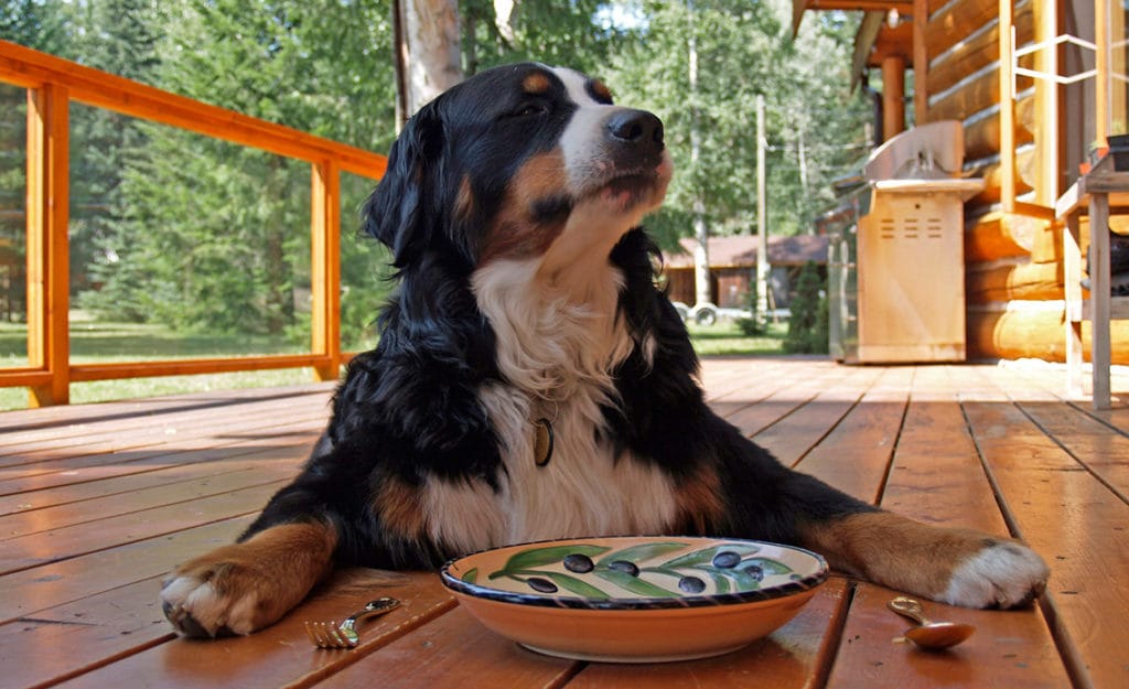 Pautas de alimentación en los perros mayores