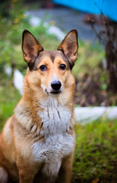 La alimentación en los perros mayores