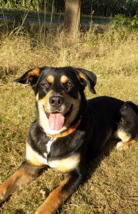 La alimentación en los perros mayores