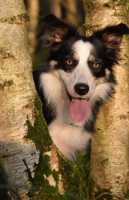 La alimentación en los perros mayores