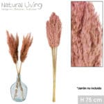 PAMPA TEINTE ROSA 10 PIEZAS