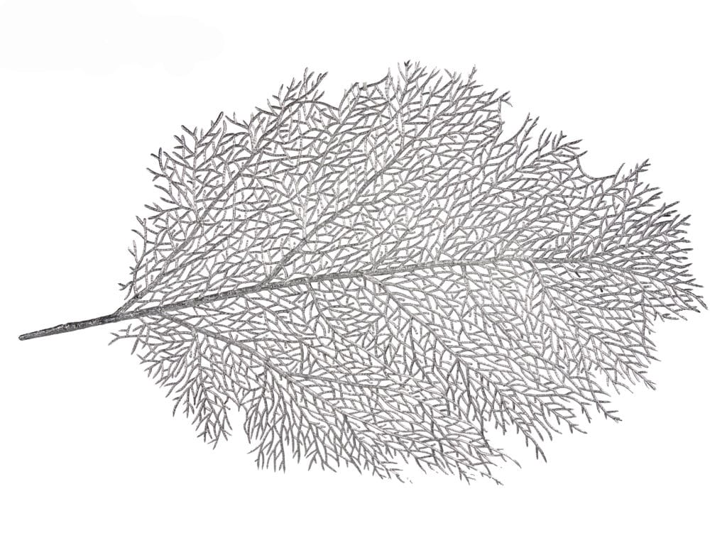 95550 ARborrado