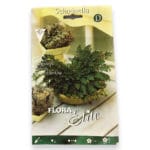 ROSA DE JERICO EN BULBO