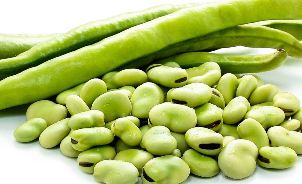 La siembra de habas de verdeo