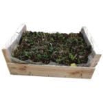 FRESAS 10 UNIDADES SAN ANDREAS - Imagen 3