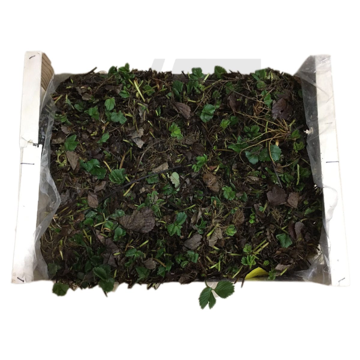 FRESAS 10 UNIDADES SAN ANDREAS - Imagen 4