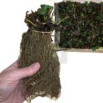 FRESAS 10 UNIDADES SAN ANDREAS - Imagen 5