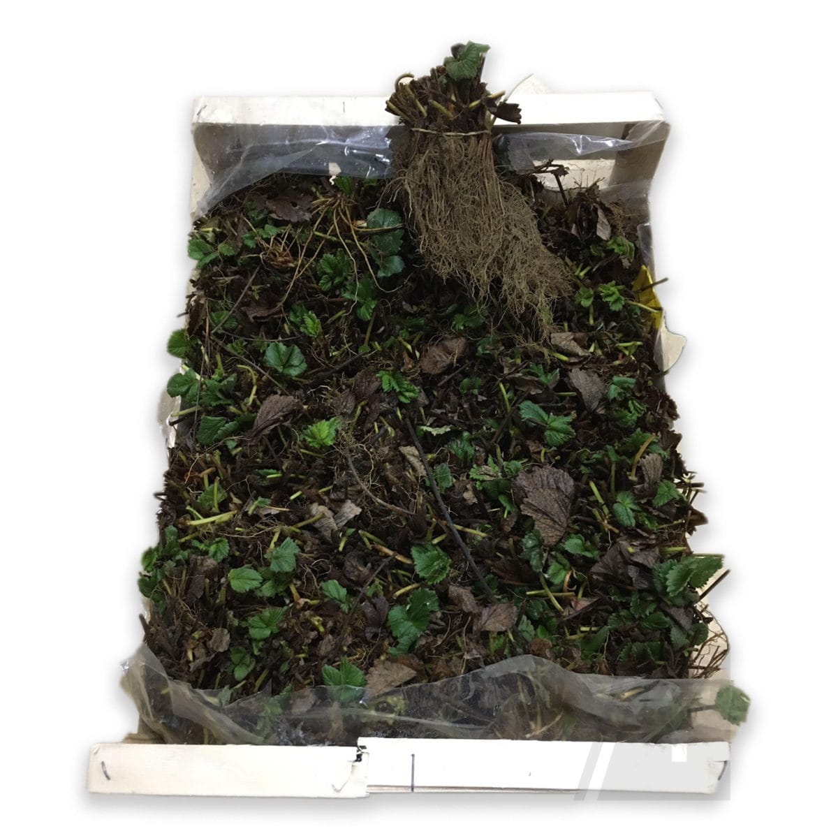 FRESAS 10 UNIDADES SAN ANDREAS - Imagen 6