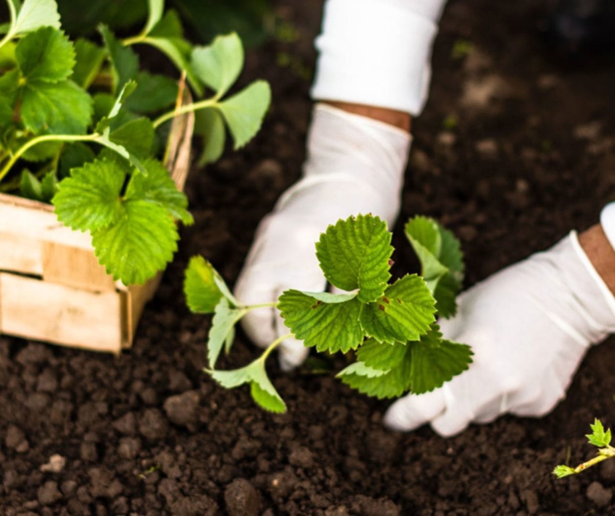 FRESAS 10 UNIDADES SAN ANDREAS - Imagen 2