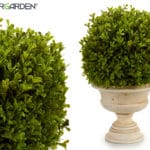 ARBUSTO REDONDO HOJA PQ.