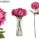 RAMA DALIA MORADA 16X16X74 CM