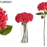 RAMA HORTENSIA FUCSIA 21X15X70